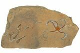 Ordovician Brittle Star (Ophiura) With Carpoids & Crinoids #189675-1